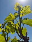 Spring bloom at Domaine Bousquet, Gualtallary’s organic vineyard in full flourish