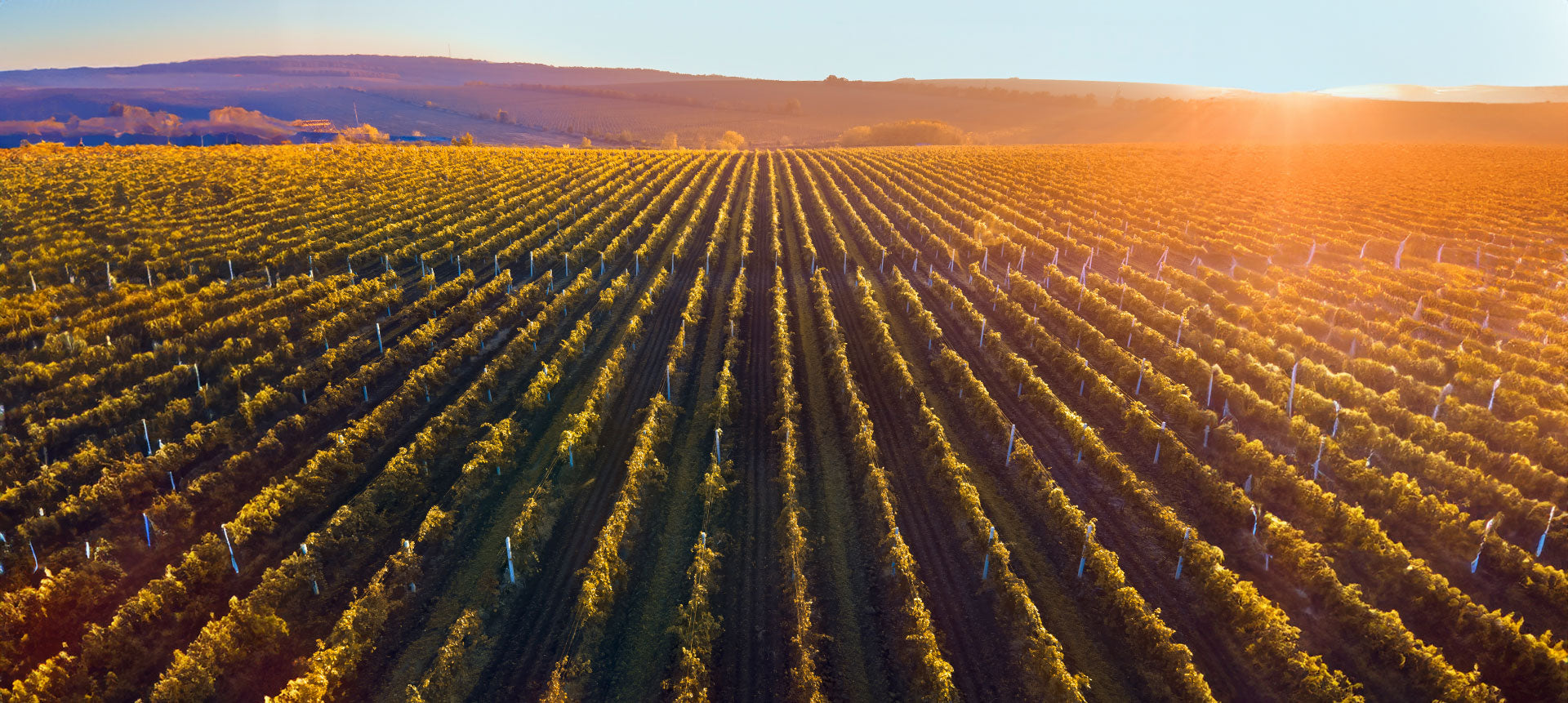 NEW IN! Ameri Eva Estate Organic Cabernet Sauvignon