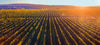 Load image into Gallery viewer, NEW IN! Ameri Eva Estate Organic Cabernet Sauvignon
