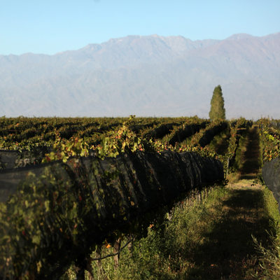 Discover The World of Organic