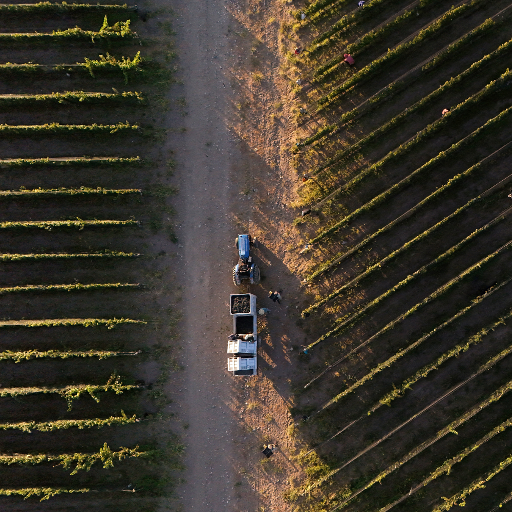 Discover The World of Organic